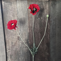 Zijde Klaproos/Papaver