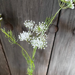 Queen Anne’s Lace