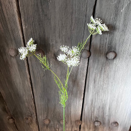 Queen Anne’s Lace