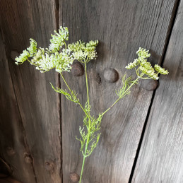 Queen Anne’s Lace