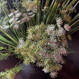 Queen Anne’s Lace