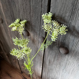 Queen Anne’s Lace