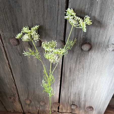 Queen Anne’s Lace