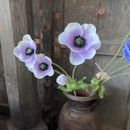 Anemone Spray