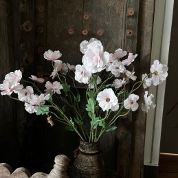 Ranunculus Butterfly