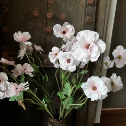 Ranunculus Butterfly