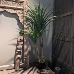 Yucca