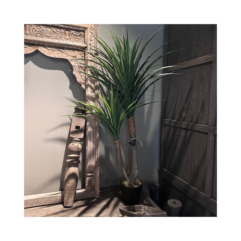 Yucca Yucca