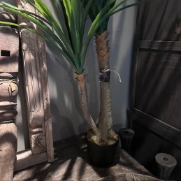 Yucca