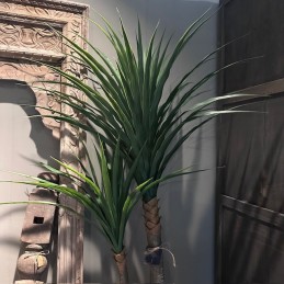 Yucca