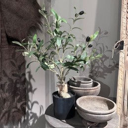 Bonsai olijfboompje