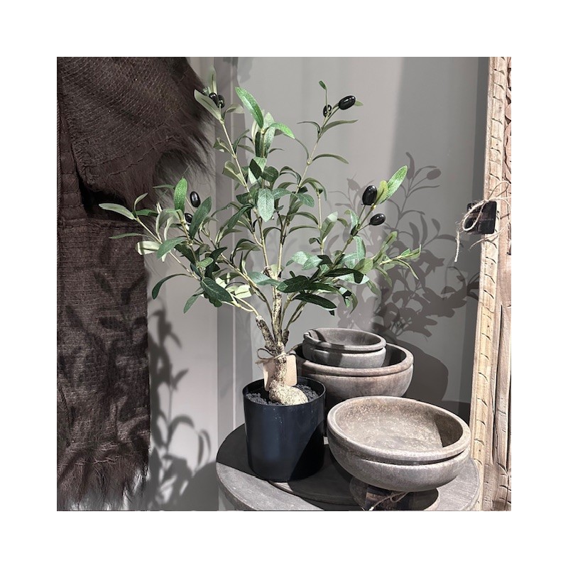 Bonsai olijfboompje Bonsai olijfboompje