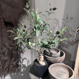 Bonsai olijfboompje
