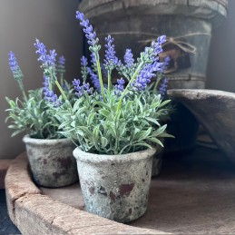 Lavendel