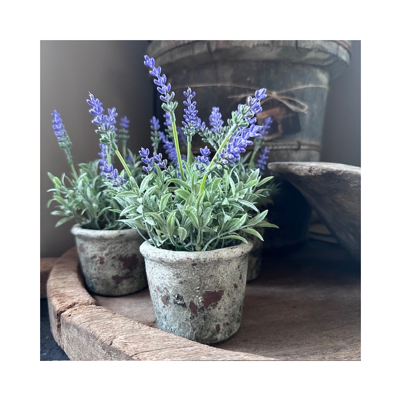 Lavendel Lavendel