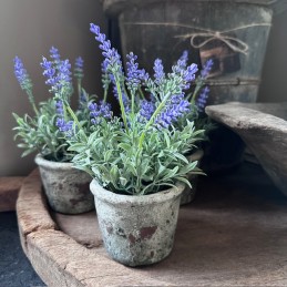 Lavendel