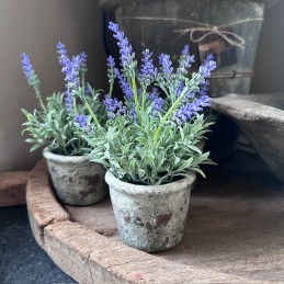 Lavendel