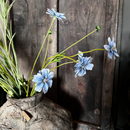 Centaurea Madelon