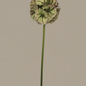 Scabiosa