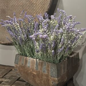 Bosje kunstlavendel