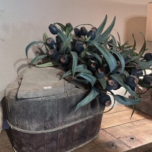 Zijde eucalyptus met vruchten